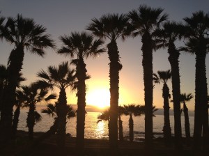 Palm trees, sunset, tenerife