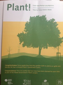 Our tree certificate from Plant