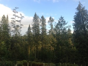 the view from our back garden, Center Parcs