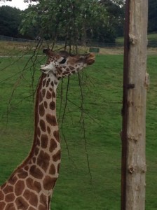 giraffe at Longleat