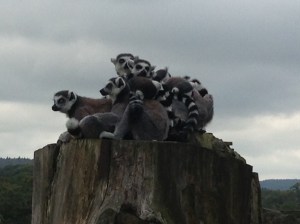 Lemurs all cuddled up together at Longleat