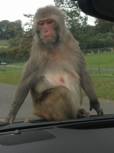 Monkey on our bonnet! Longleat
