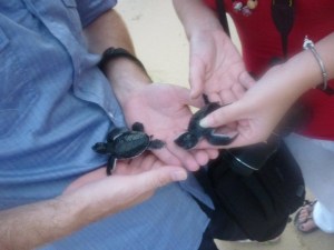 Baby turtles, Sri lanka