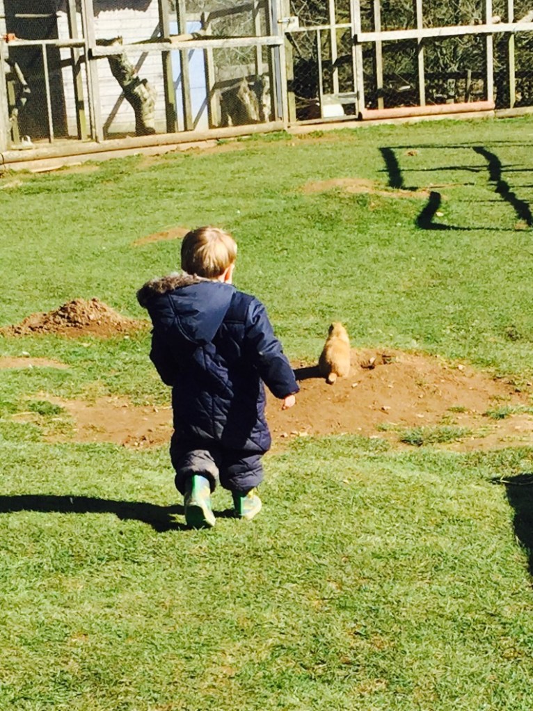 chasing 'meerkats' at warren mill farm