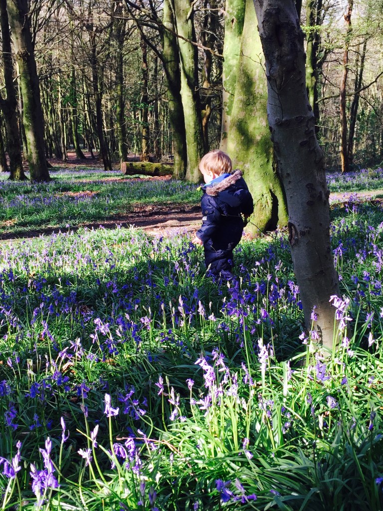 toddler W exploring bluebell woods