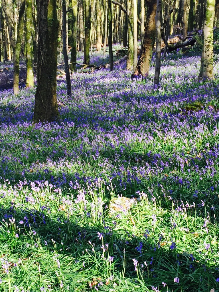 wenallt woods, rhiwbina, cardiff