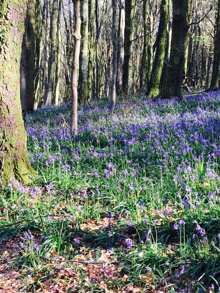 cardiffs bluebell  woods