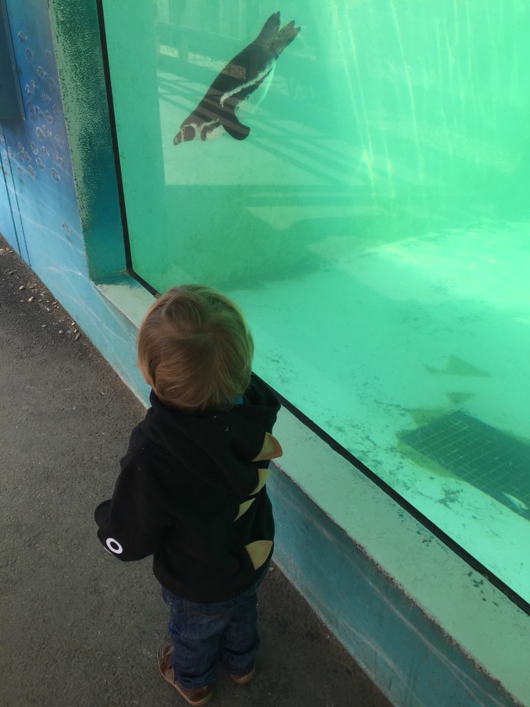 chasing penguins at folly farm