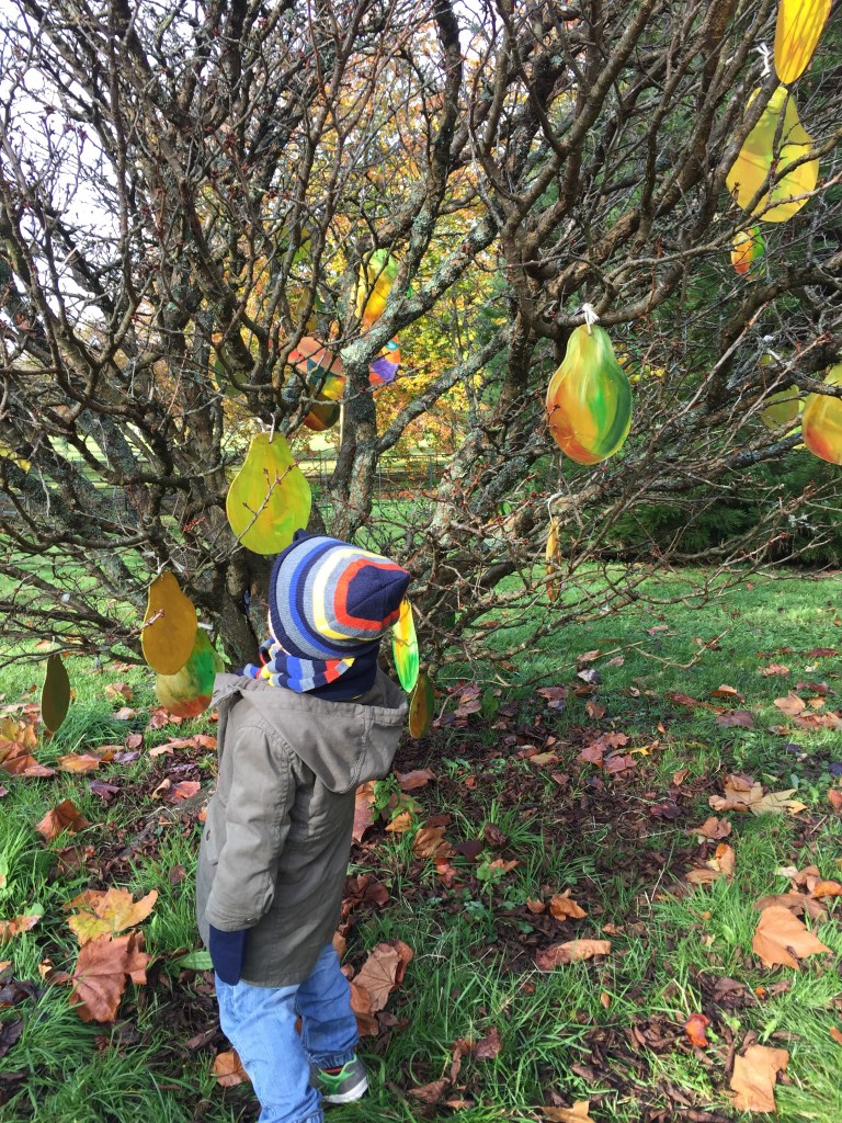 Looking for a partridge in a pear tree at Dyffryn Gardens