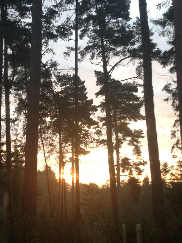 Sunrise at center parcs