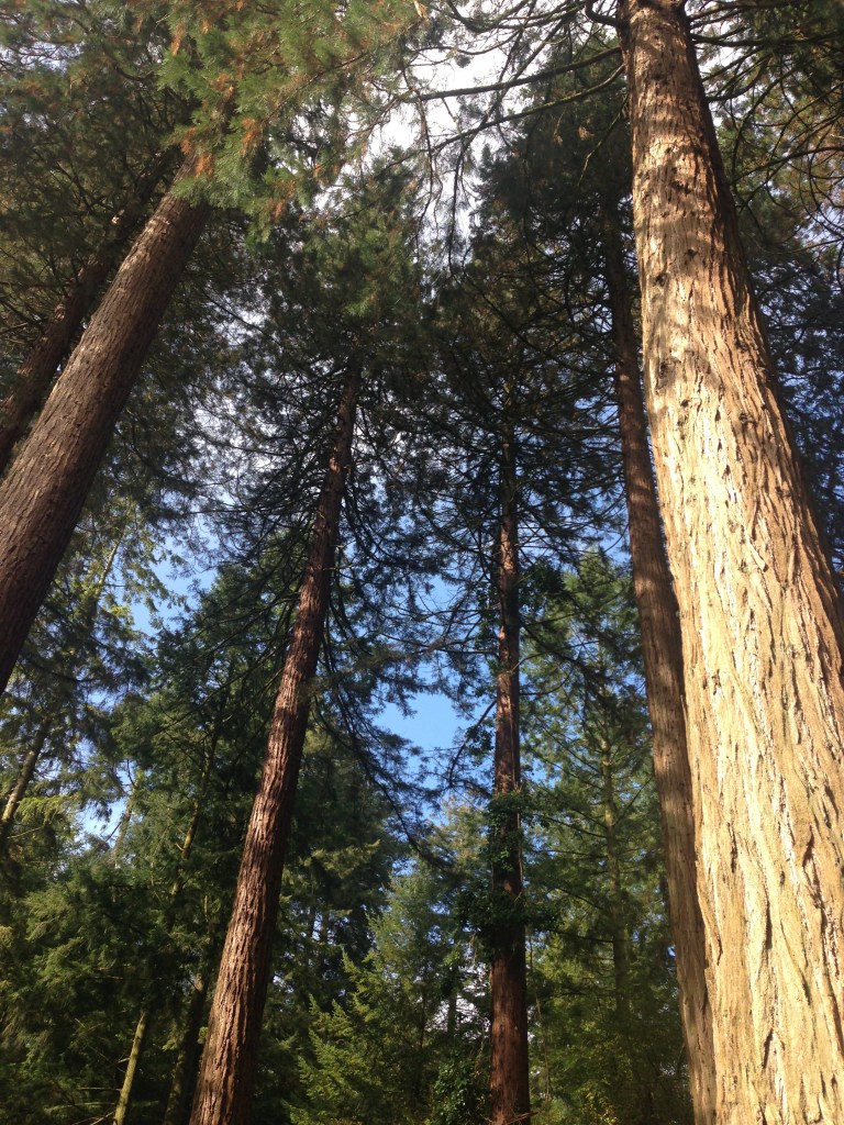 Trees at center parcs!