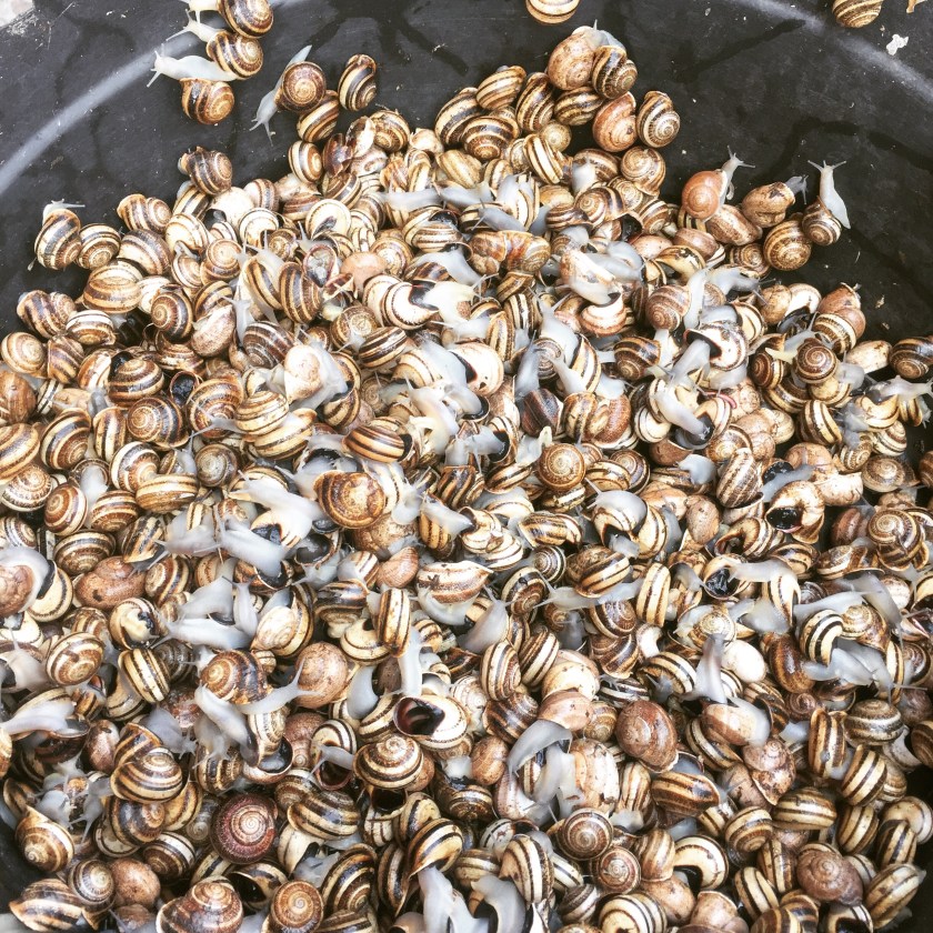Snails for lunch in Marrakesh