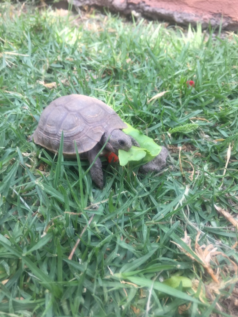 Tortoise in medina gardens Marrakesh