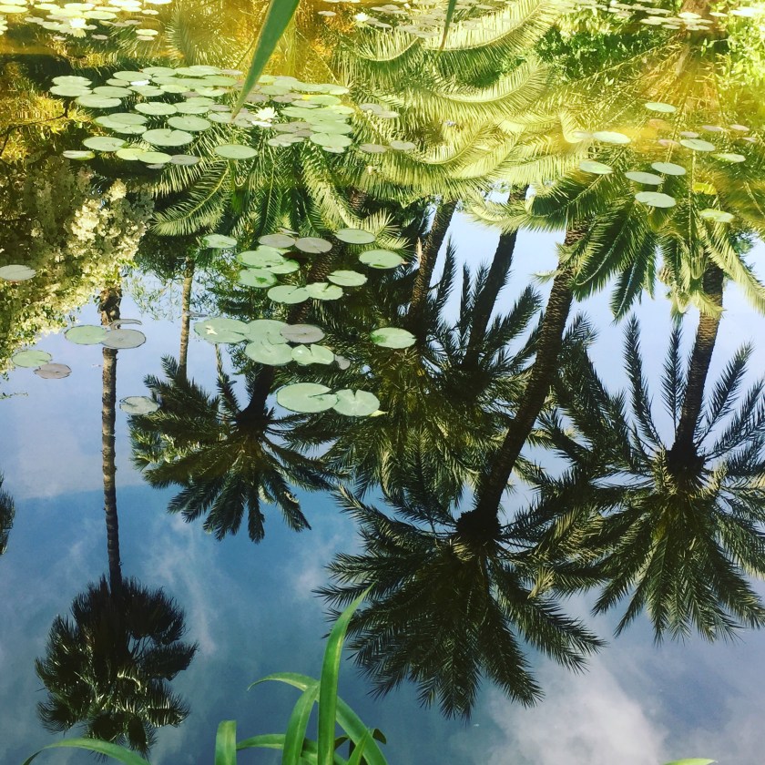 Palm tree reflections jardin majorelle