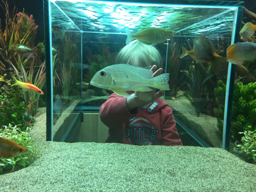 Pughs Garden centre fish 