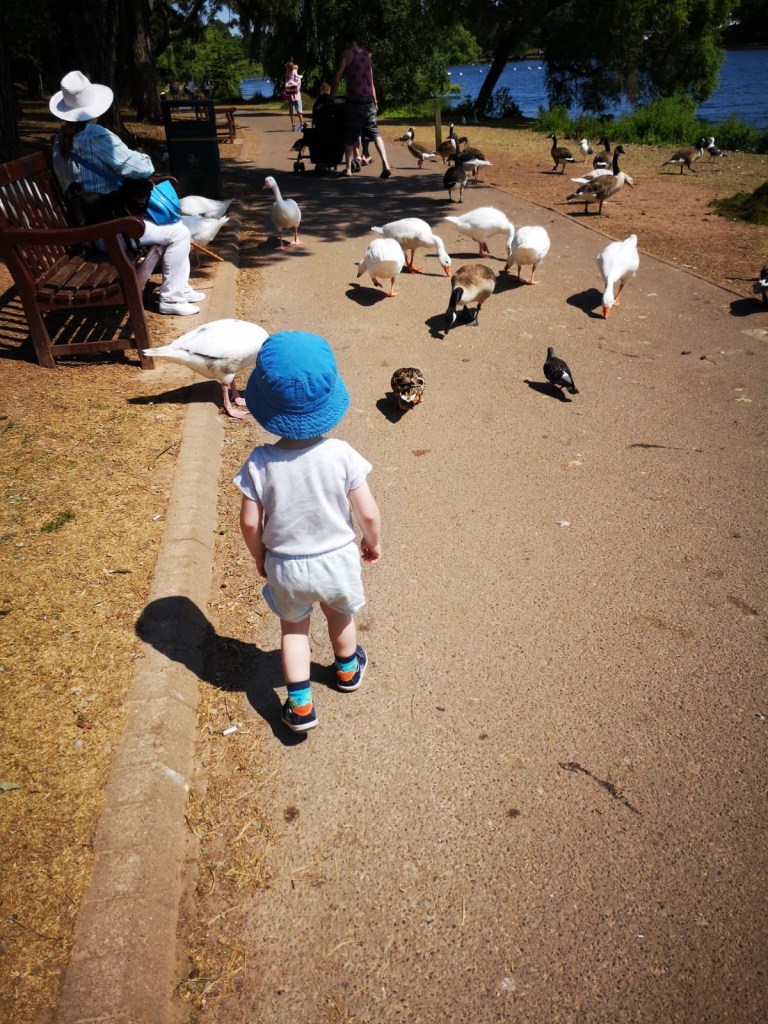 Toddler with ducks roath Park